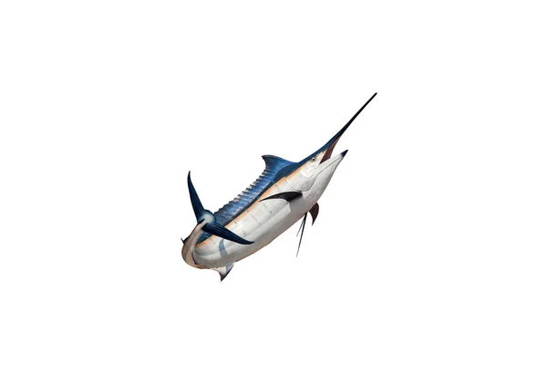 Marlin - Swordfish,Sailfish saltwater fish (Istiophorus) isolate — Stock Photo, Image