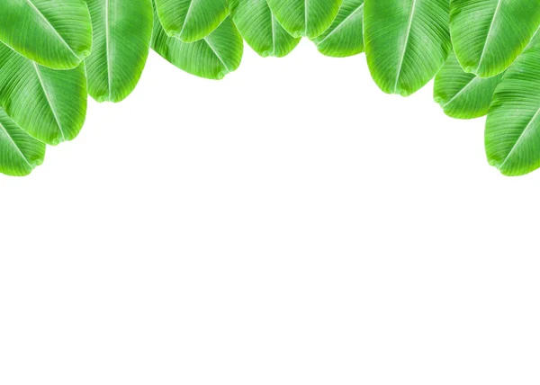 Banana Leaf frame on white background. — Stockfoto