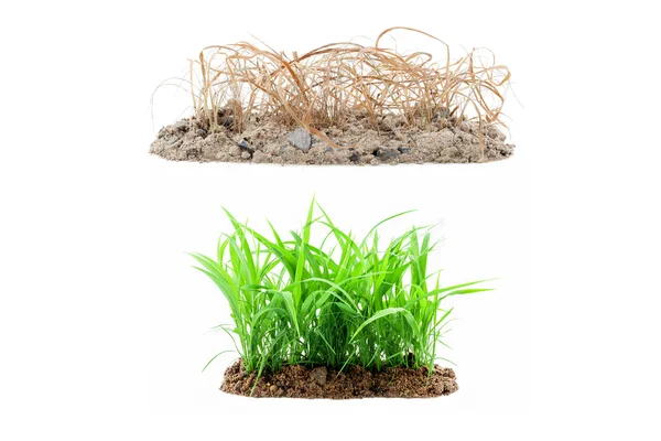 Young green grass growing out of the ground ,and dry grass on pi — Stock fotografie