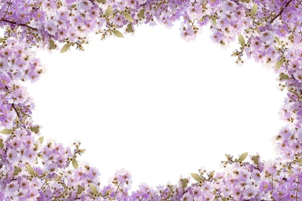 Красивый фиолетовый цветок рамка на белом фоне — стоковое фото
