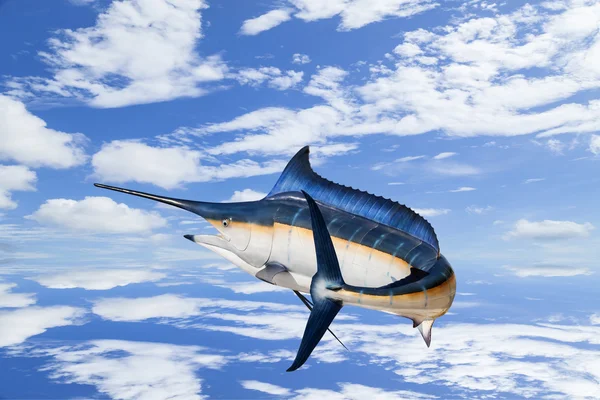 (Istiophorus) izole Marlin - kılıç balığı, yelken balıkları tuzlu su balık