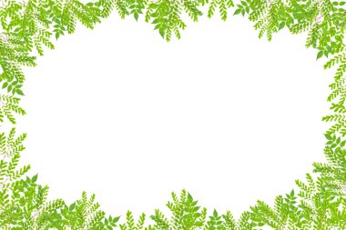 Beyaz arkaplanda güzel yeşil yapraklar.