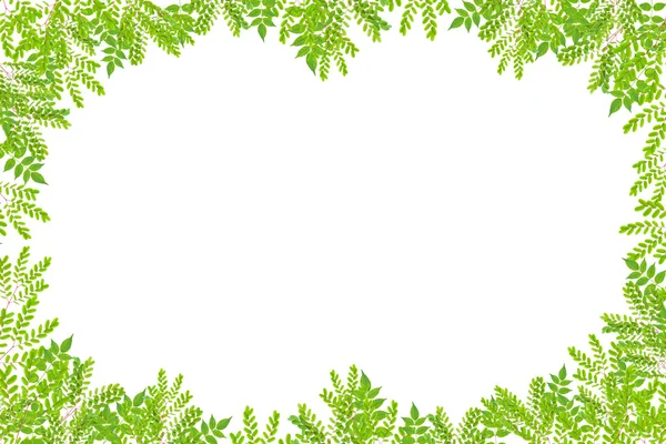 Hermosas hojas verdes marco sobre fondo blanco. — Foto de Stock