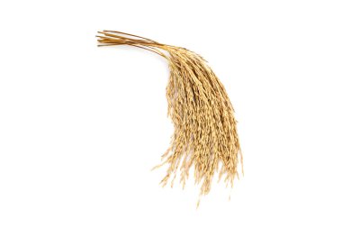 Beyaz arka planda çeltik pirinç.