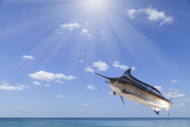 Marlin - kılıç balığı, yelken balıkları tuzlu su balık (Istiophorus) ile güneş