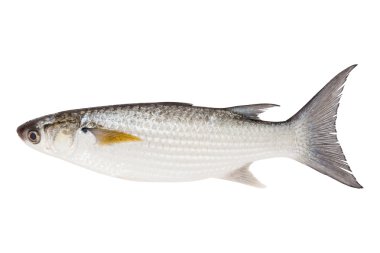 Grey Mullet or flathead mullet fish (Mugil cephalus) isolated on clipart