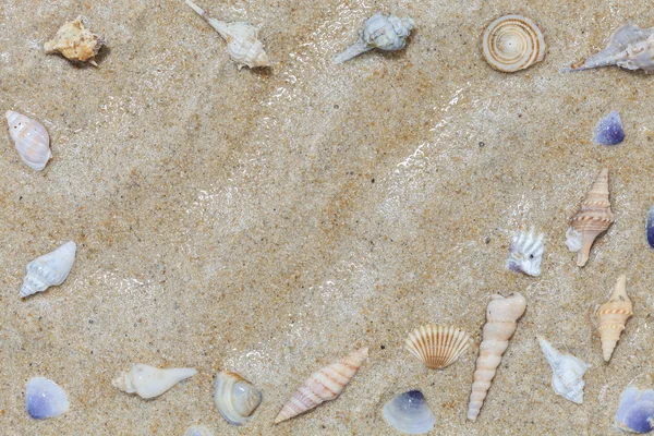 Красиві черепашки на піску Літній пляжний фон , — стокове фото