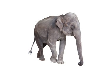 Asya fili olarak izole beyaz arka plan yürüyüş.