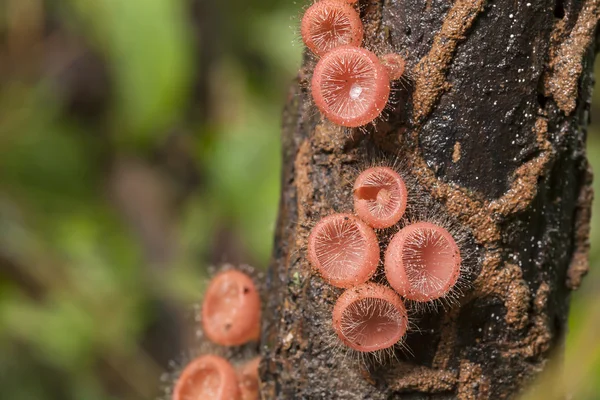 Taça de fungos cor-de-rosa ou cogumelo Cookeina tricholoma, ou Champagne mus — Fotografia de Stock
