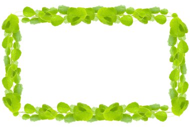 Beyaz arkaplanda güzel yeşil yapraklar.