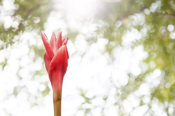 Flower red torch ginger (Etlingera elatior, zingiberaceae) on na — Stock Photo, Image