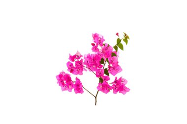 Begonviller beyaz zemin üzerine