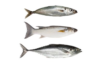 İstavrit, gri kefal veya flathead kefal, torpido scad 