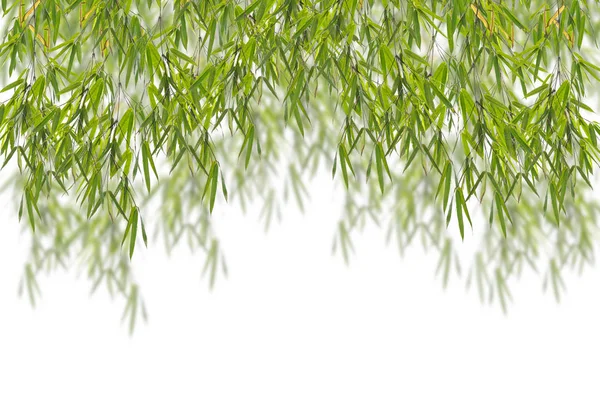 Folha de bambu verde para design e fundo . — Fotografia de Stock