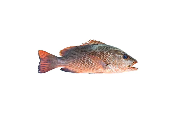 Червона риба-сапер ізольована на білому тлі . — стокове фото