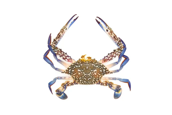 Crabe bleu isolé sur fond blanc. — Photo