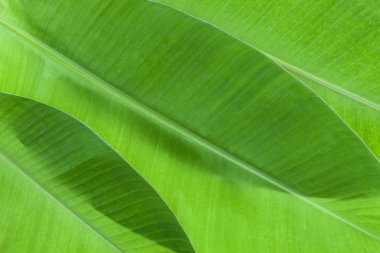 Muz Yaprak için arka plan ve tasarım desen.