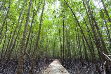 Mangrov orman Bridge'de.