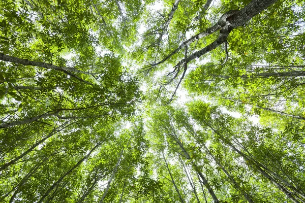 Fondo del bosque verde, para el paisaje fondo de la naturaleza y desig — Foto de Stock