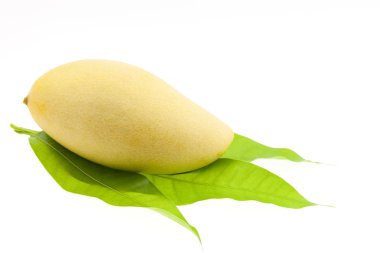 izole üzerinde beyaz arka plan ile taze mango bırakır.