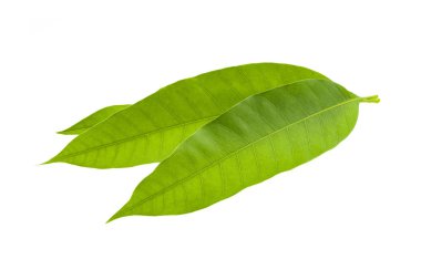 Beyaz arkaplanda yalıtılmış mango yaprağı.