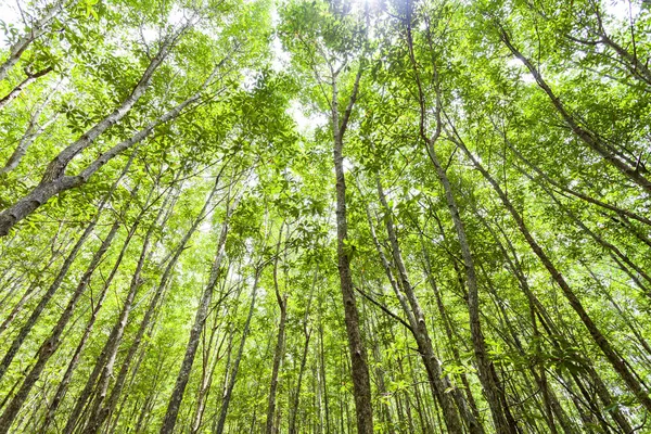 Fondo del bosque verde, para el paisaje fondo de la naturaleza — Foto de Stock