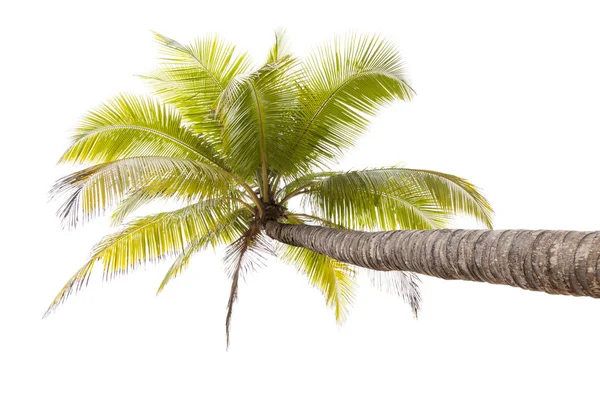 Beyaz arkaplanda izole edilmiş hindistan cevizi palmiyesi.