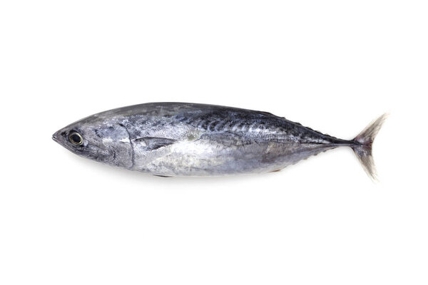 Fresh tuna fish isolated on a white background