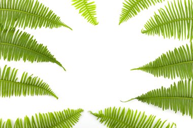 Yeşil eğreltiotu çerçeve beyaz arkaplanda izole.