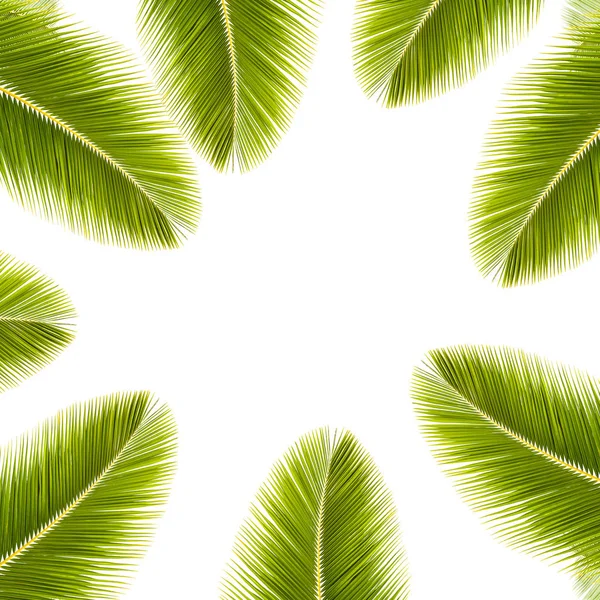 Quadro de folha de coco verde isolado no fundo branco . — Fotografia de Stock