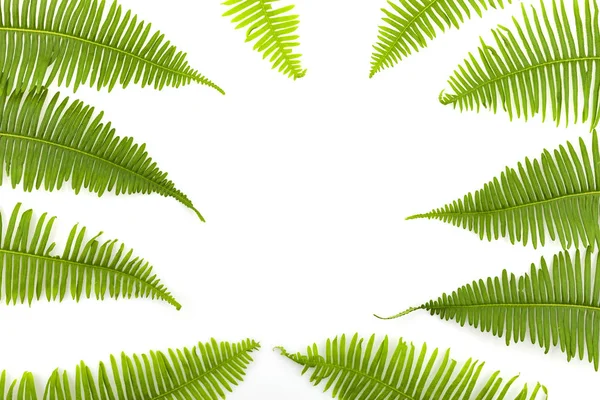 Grön ormbunke ram isolerad på vit bakgrund. — Stockfoto