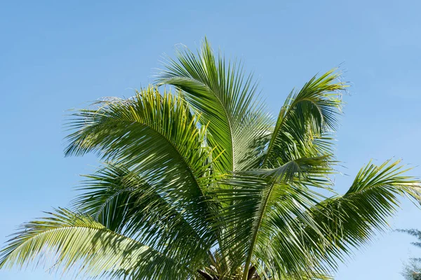 Zweige von Kokospalmen vor blauem Himmel — Stockfoto