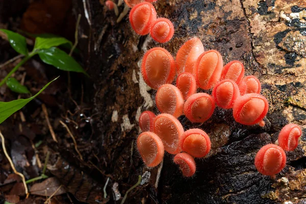 Mantar portakal mantarlar Kupası ya da çürüme ahşap üzerine şampanya mantar 