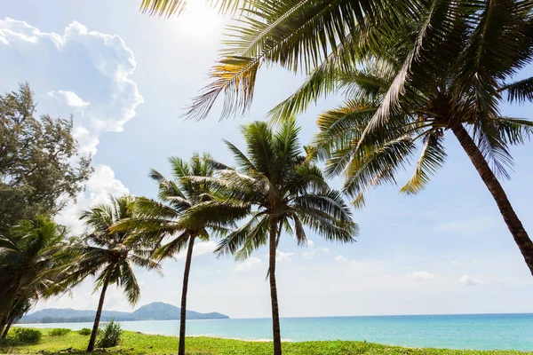 Palm trees on the beach in summer season. — Stock Photo, Image