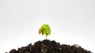 yeşil bitki withers ve 4 k hayat fışkıran hızlandırılmış