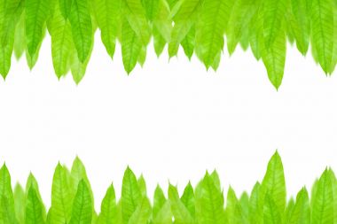 Yeşil yapraklar çerçeve beyaz arkaplanda izole.