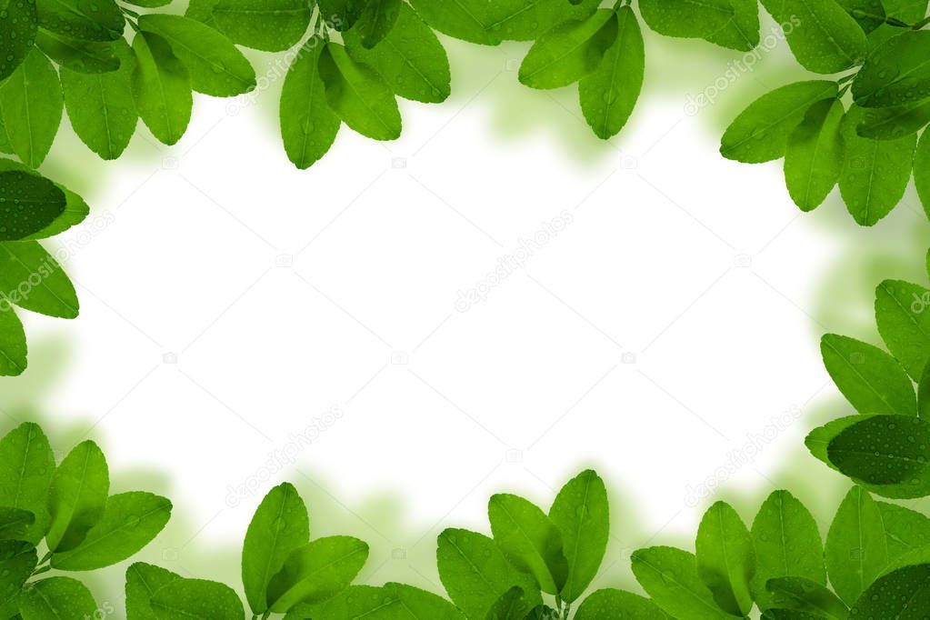 Fresh Green leaf frame with water drops isolated on white 