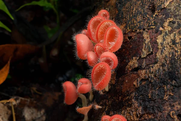 Mushroom orange fungi cup or champagne mushroom on decay wood — Stock Photo, Image