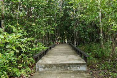 küçük çimento köprü yolu güzel ormanın içinde.