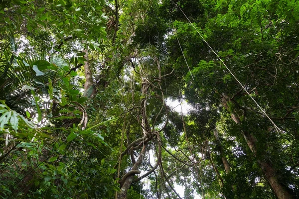 Lianas colgando y la luz del sol del dosel de la selva tropical — Foto de Stock