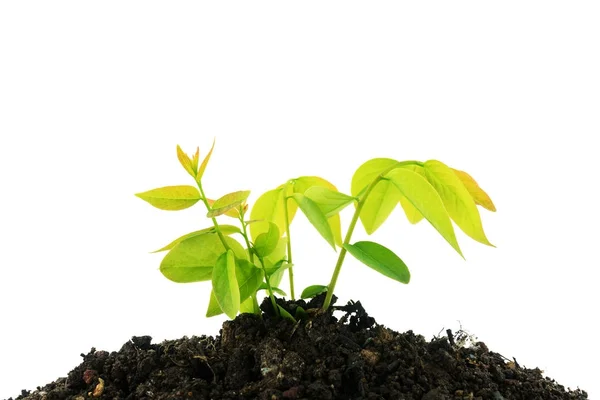 Jonge groene plant groeien uit de stapel van de bodem geïsoleerd op witte ba — Stockfoto