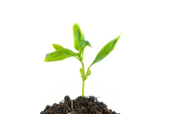 Jonge groene plant groeien uit de stapel van de bodem op wit wordt geïsoleerd — Stockfoto