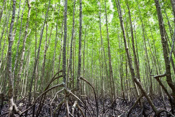 Wortels mangrovebossen in regenwoud phang nga thailand. — Stockfoto