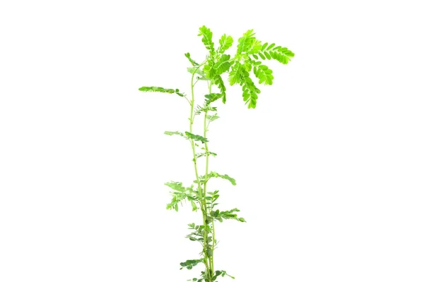 Kleine junge grüne Pflanze auf weißem Hintergrund. — Stockfoto