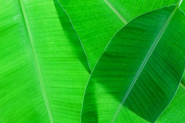 Muz Yaprak için arka plan ve tasarım desen.