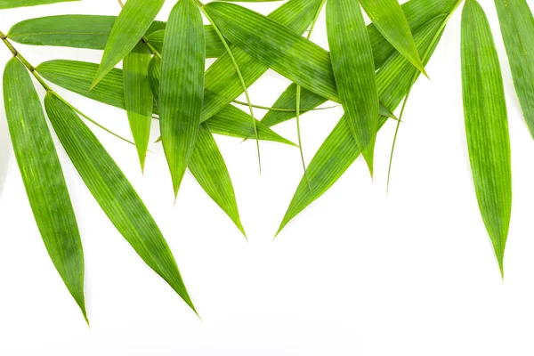 Moldura de folhas de bambu isolado no fundo branco. — Fotografia de Stock