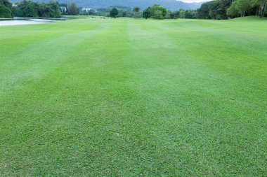 Golf sahası yeşil çimen alanı ve göl.