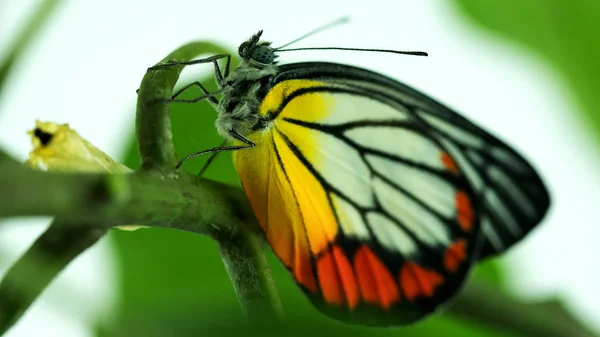 Метелик на зеленому листі . — стокове фото
