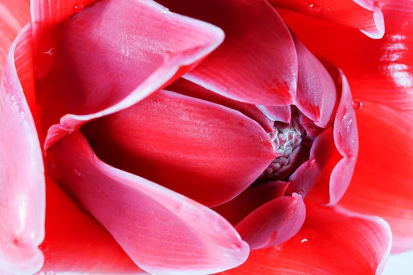 As belas pétalas de flor, macro e bela cor vermelha . — Fotografia de Stock