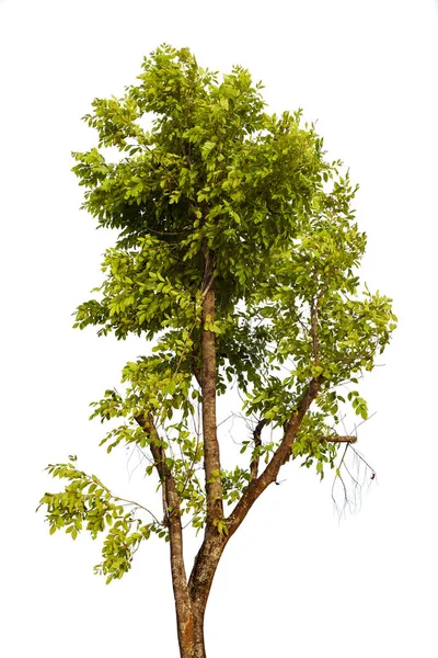 Green Tree isoliert auf weißem Hintergrund mit Clipping Pfad — Stockfoto